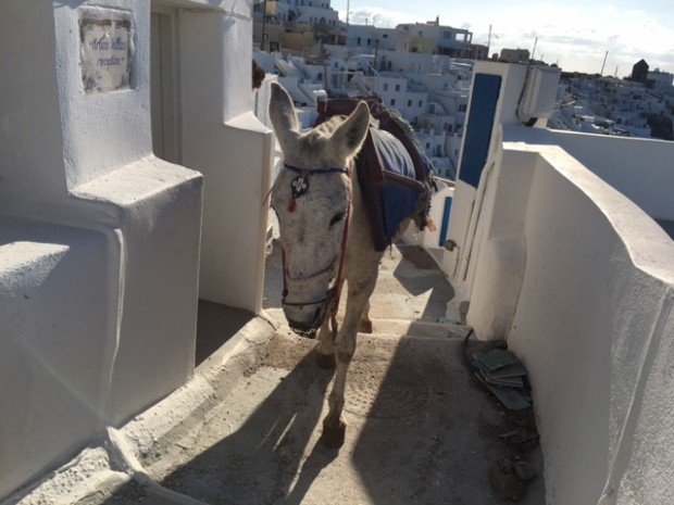 Donkey by our apartment, Santorini, Greece
